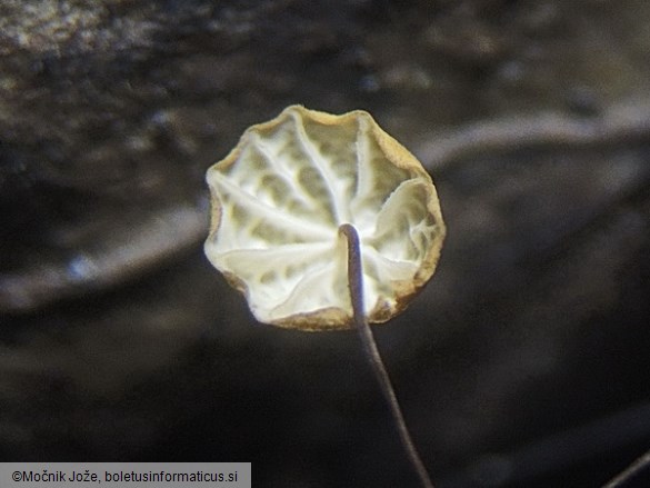 Marasmius buxi