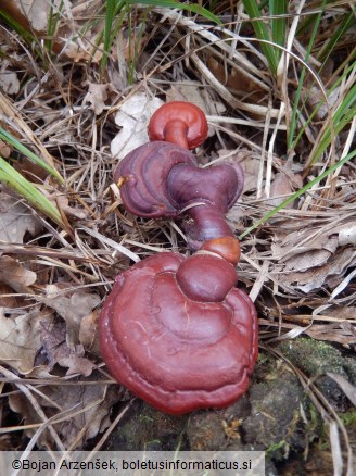 Ganoderma lucidum