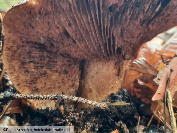 Tricholoma colossus