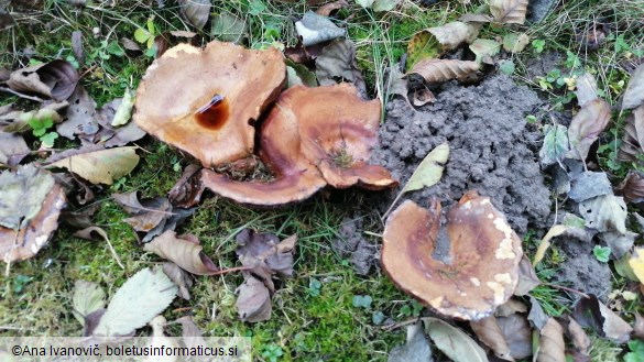 Paxillus involutus