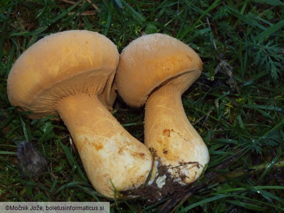 Phaeolepiota aurea