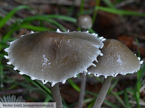 Panaeolus papilionaceus