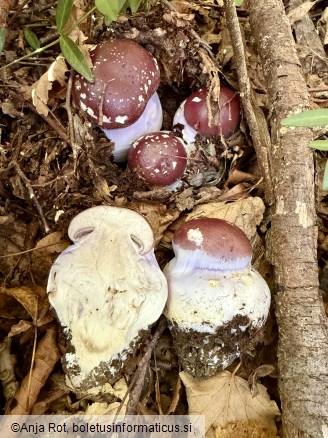 Cortinarius praestans