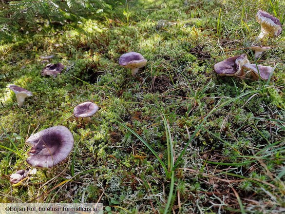 Russula amoena