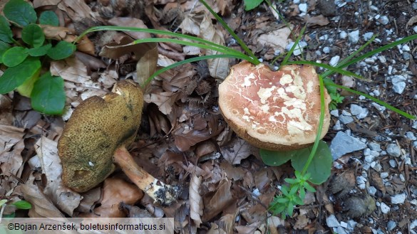 Rheubarbariboletus armeniacus