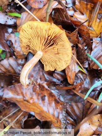 Gymnopilus penetrans