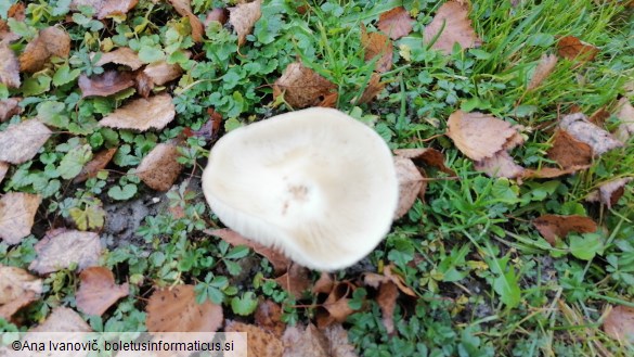 Xerula radicata