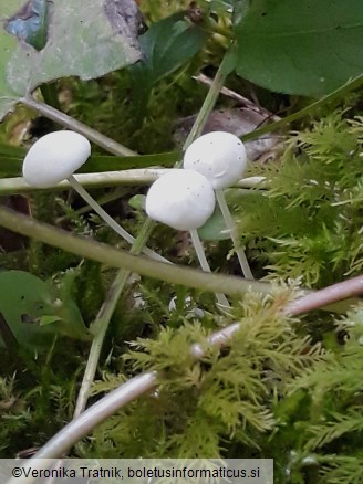 Hemimycena cucullata