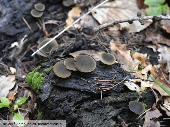 Simocybe centunculus