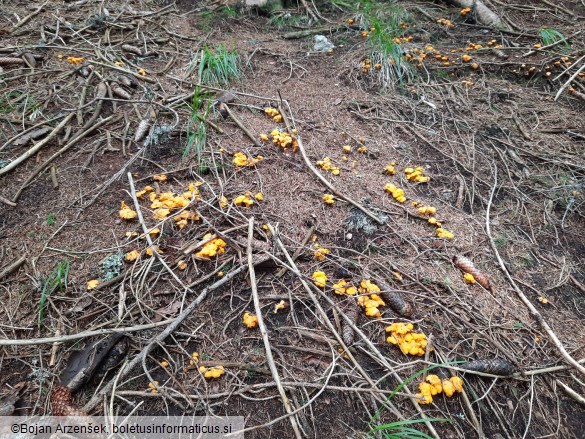 Cantharellus cibarius