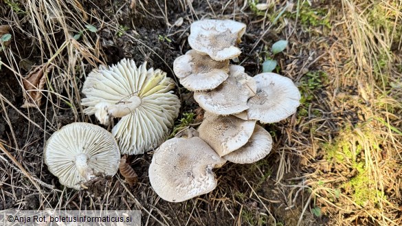 Tricholoma scalpturatum