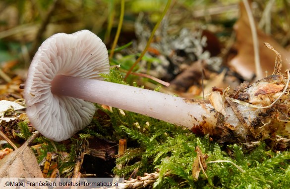 Mycena rosea