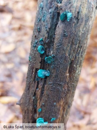 Chlorociboria aeruginascens