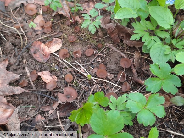 Dumontinia tuberosa