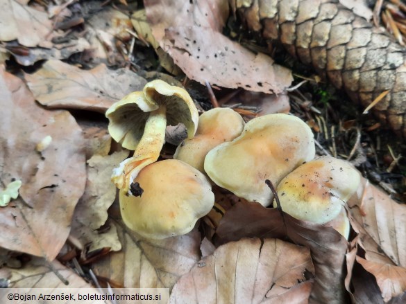 Hypholoma fasciculare