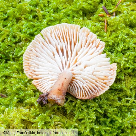 Neolentinus adhaerens