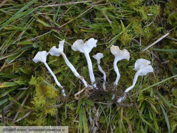 Cantharellopsis prescotii