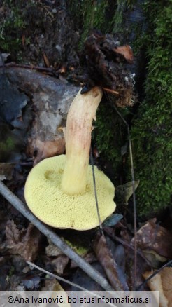 Xerocomus subtomentosus