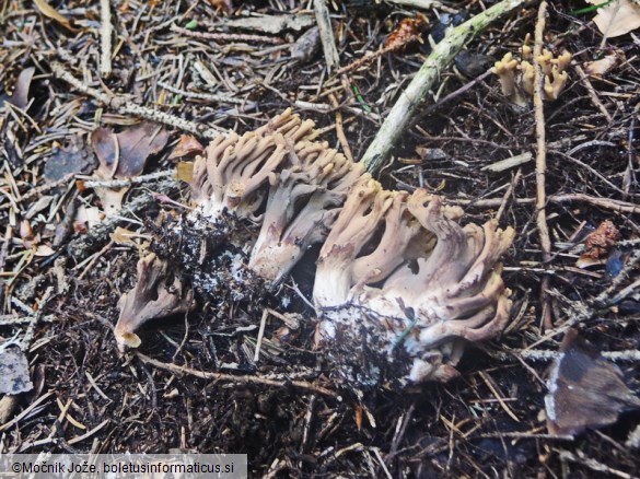 Ramaria fumigata