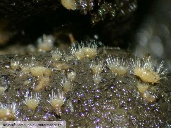 Lasiobolus macrotrichus