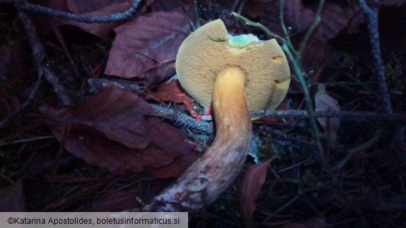 Suillus variegatus