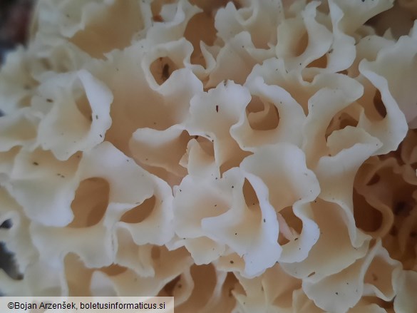Sparassis crispa
