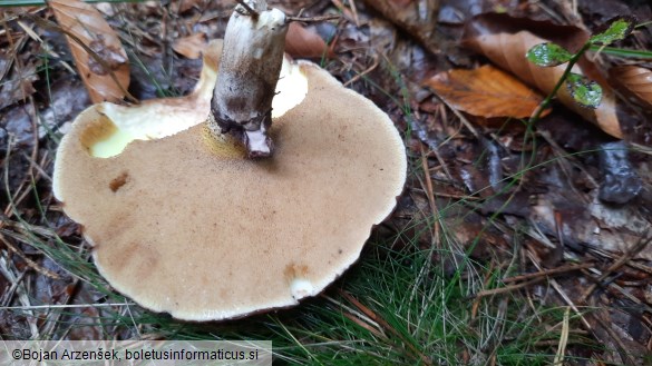 Suillus luteus