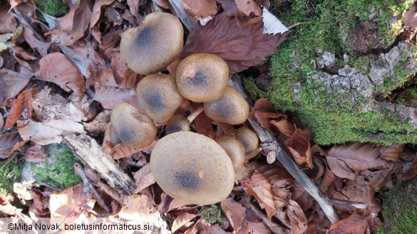 Armillaria mellea