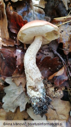 Leccinum quercinum