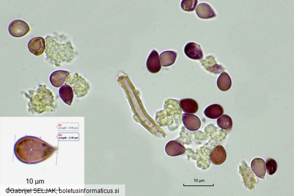 Vanderbylia fraxinea