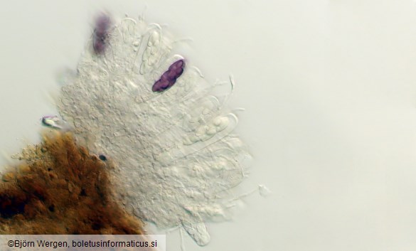 Saccobolus depauperatus