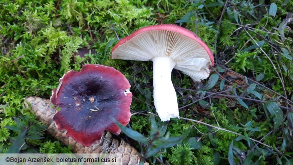 Russula atropurpurea