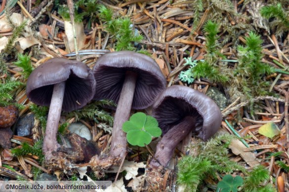 Mycena pelianthina