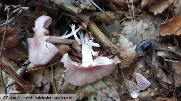 Mycena rosea