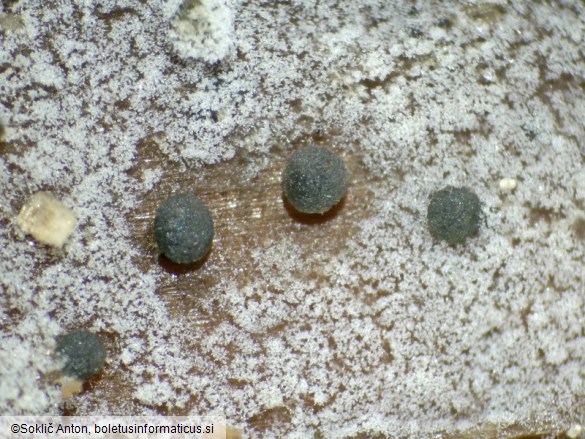 Vexillomyces atrovirens