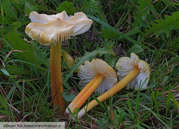 Hygrocybe citrinovirens