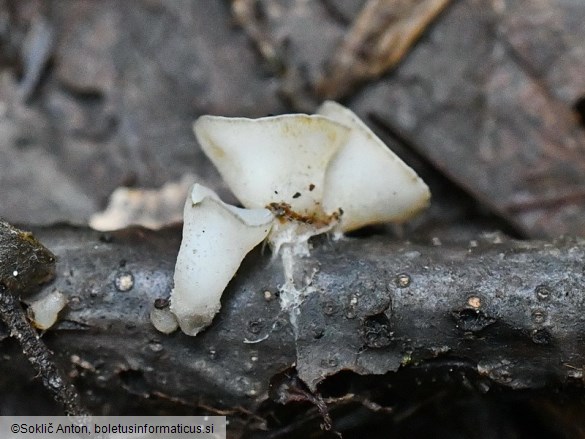 Cudoniella tenuispora