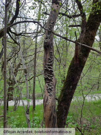 Auricularia mesenterica