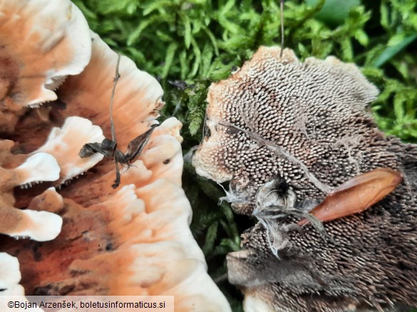 Hydnellum aurantiacum