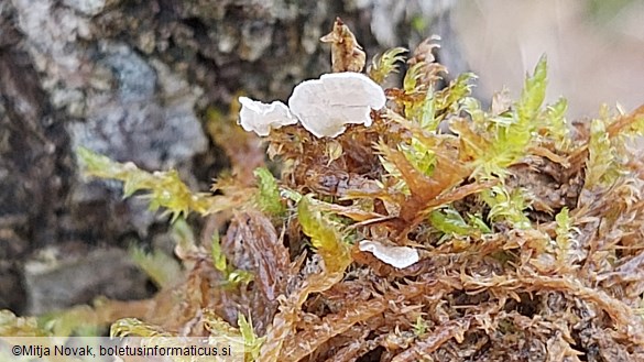 Arrhenia lobata