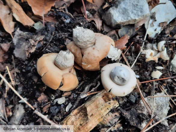 Geastrum fimbriatum