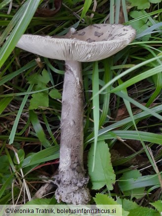 Amanita ceciliae