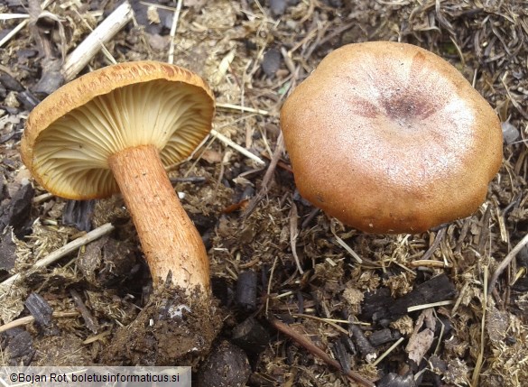 Bonomyces sinopicus