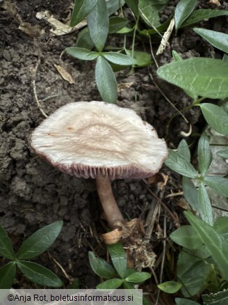 Mycena pelianthina