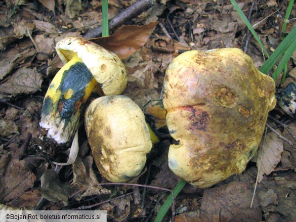 Boletus pulverulentus