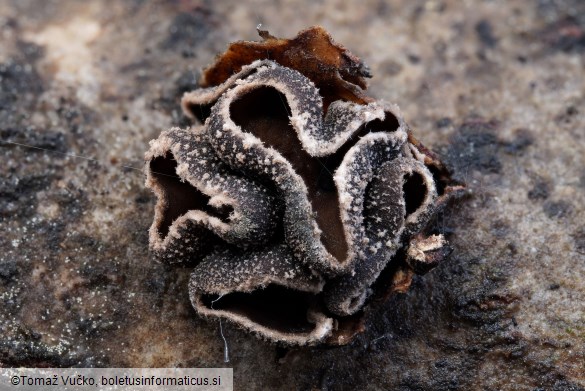 Encoelia fascicularis