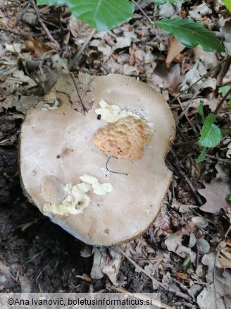 Xerocomellus chrysenteron