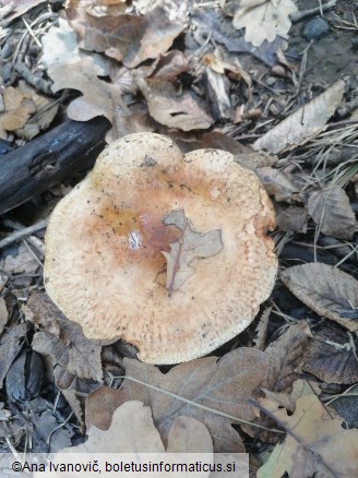 Paxillus involutus