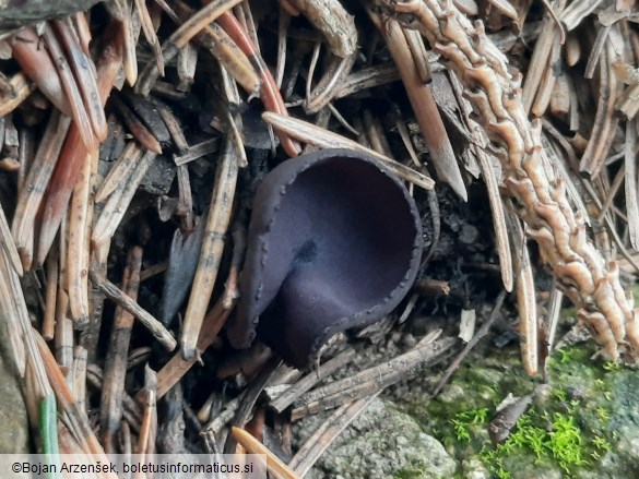 Pseudoplectania nigrella