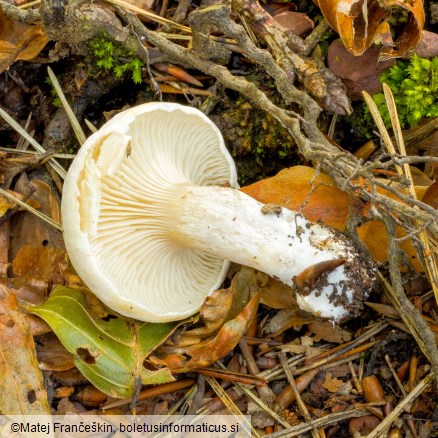 Clitopilus prunulus